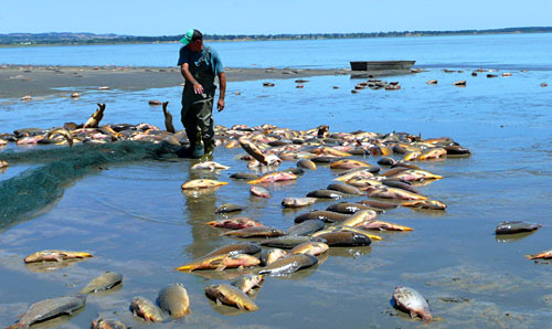 Mass fish death.